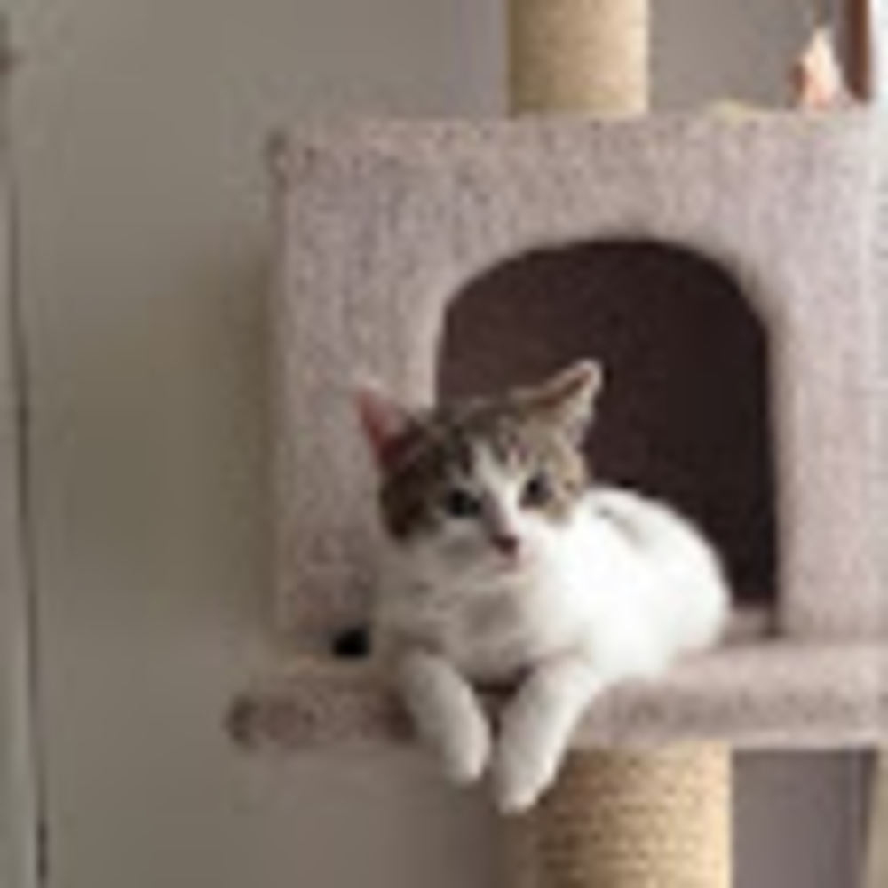 Meet your Posher, Micah